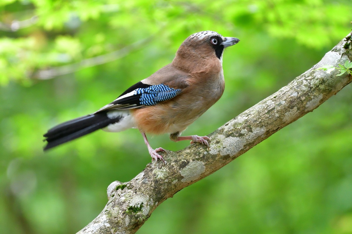 Initiation ludique aux chants d'oiseaux