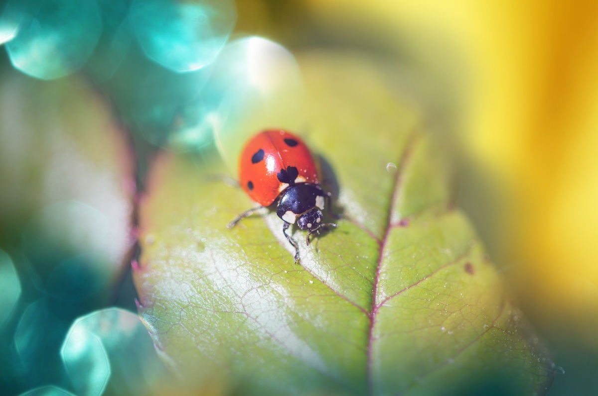 Balade guidée « Les coccinelles en forêt »