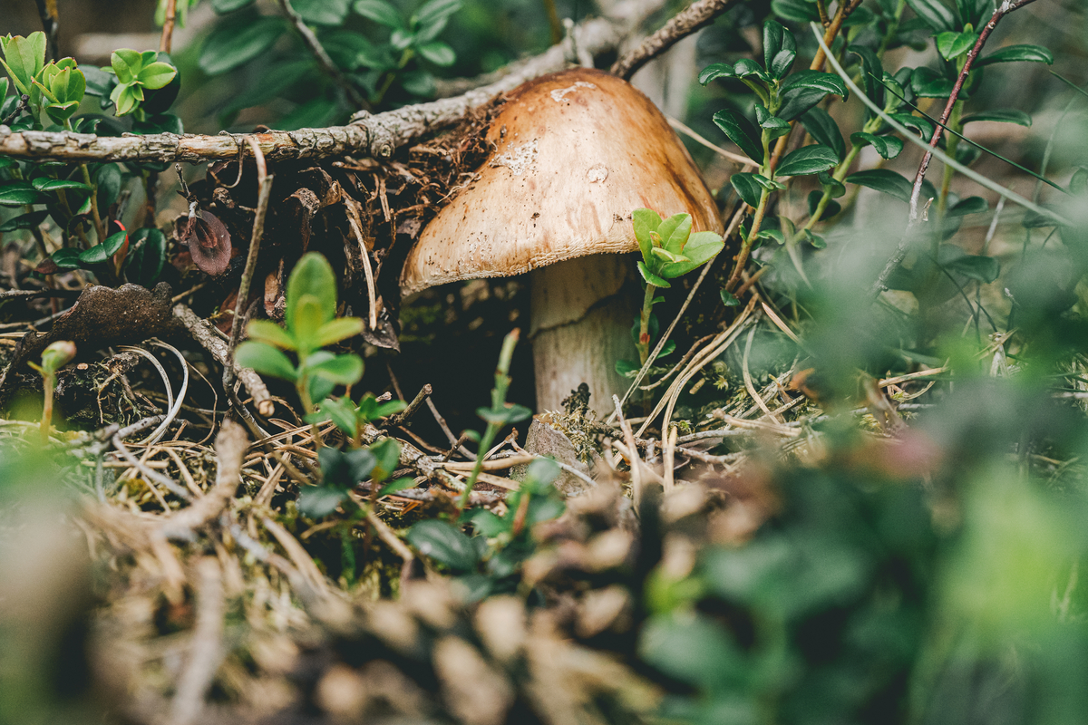 Pour tout connaître sur les champignons