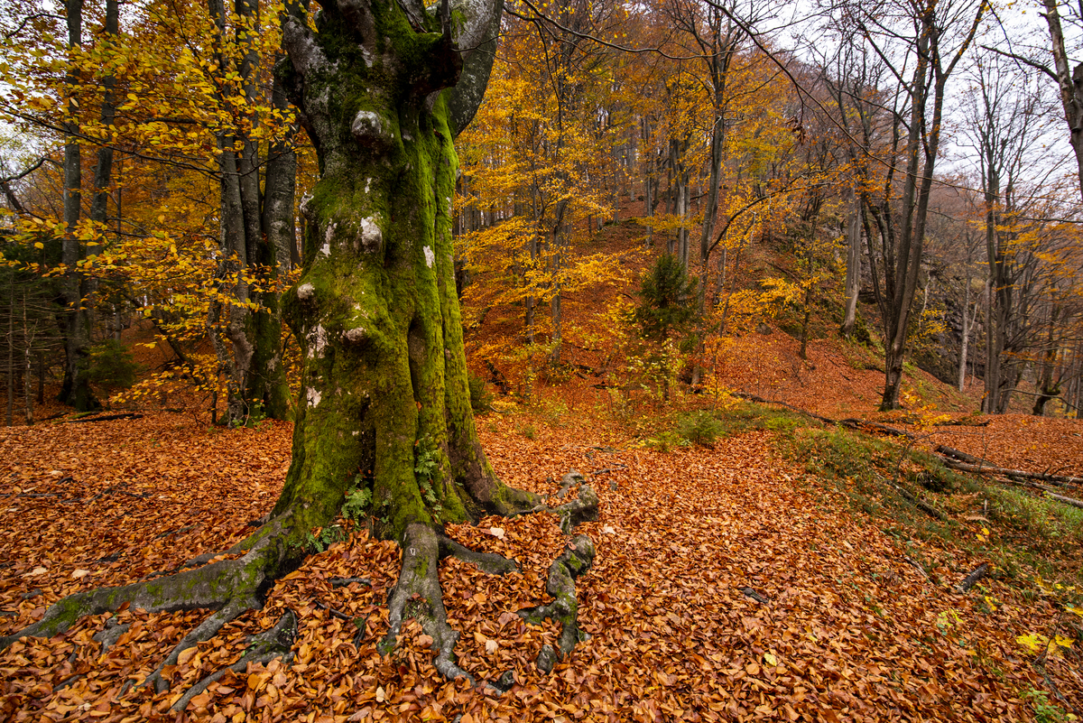 Animation nature : arbres, entre mythes et réalité